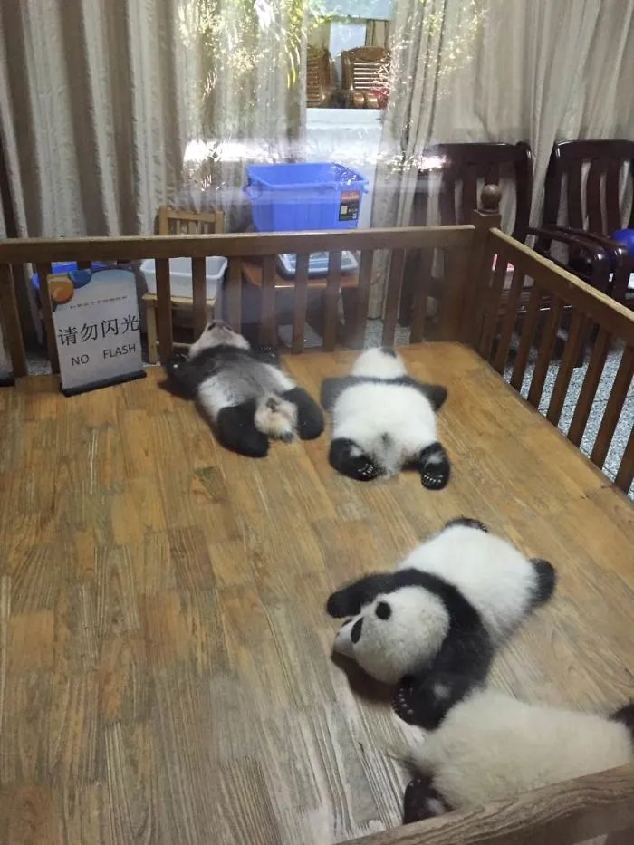 Baby Panda Napping