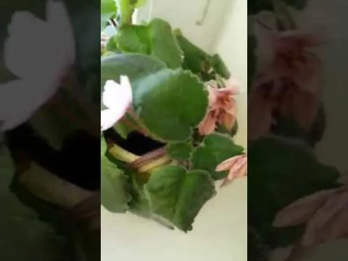 Something Really Strange Happened After I Watered My Flowers