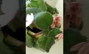 Something Really Strange Happened After I Watered My Flowers