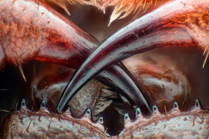 Thirteenth Place. Poison Fangs Of A Centipede