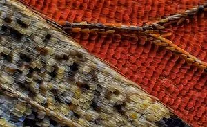 2016 Nikon Macro Photo Contest Winners Show The World Like You've Never Seen Before