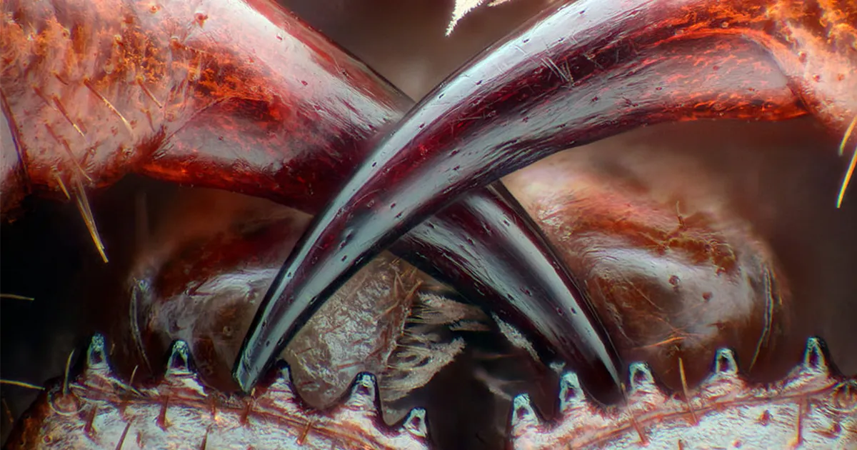 Los ganadores del concurso de fotografía macro de Nikon 2016 te muestran el mundo como nunca lo habías visto