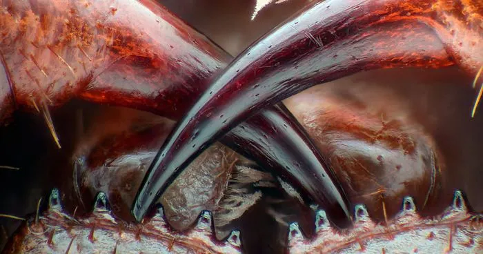 2016 Nikon Macro Photo Contest Winners Show The World Like You've Never Seen Before