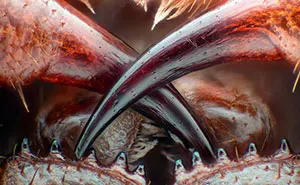 2016 Nikon Macro Photo Contest Winners Show The World Like You've Never Seen Before