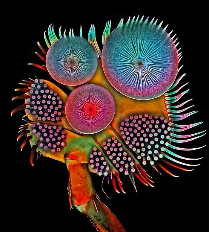 Fifth Place. Front Foot (Tarsus) Of A Male Diving Beetle