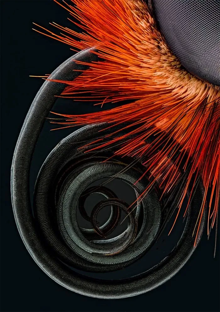 Fourth Place. Butterfly Proboscis