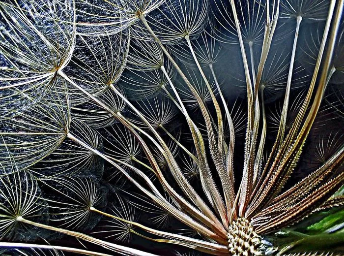 Goatsbeard Flower