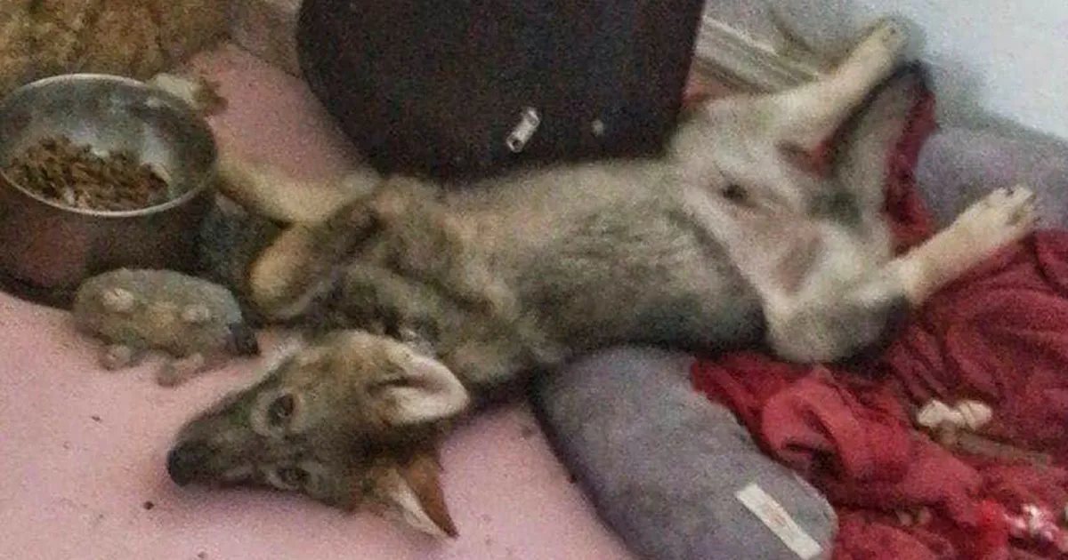 Después de recibir un cachorro gratis, un hombre pronto se da cuenta que es algo diferente