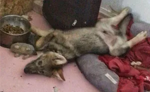 Después de recibir un cachorro gratis, un hombre pronto se da cuenta que es algo diferente