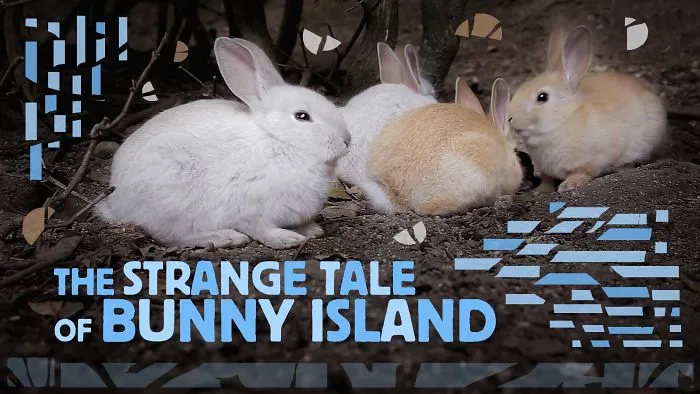 I Was Mobbed By Bunnies On Rabbit Island In Japan And Then Things Got Creepy