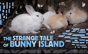 I Was Mobbed By Bunnies On Rabbit Island In Japan And Then Things Got Creepy