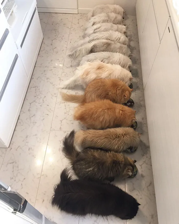 Purrrfection