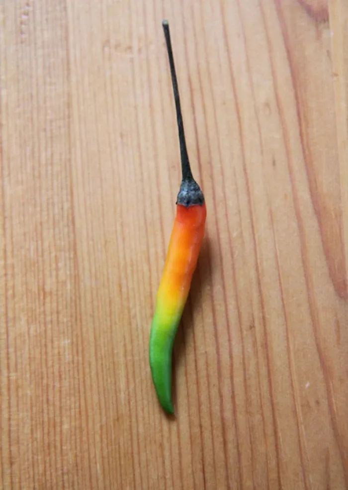 Found This Chili With A Perfect "Mild To Hot" Gradient