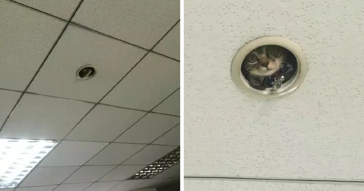 Divertido momento en la oficina cuando los empleados se dan cuenta de que un gato los espía