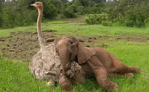 This Ostrich Snuggles Orphaned Elephants To Make Them Feel Better After Losing Their Moms