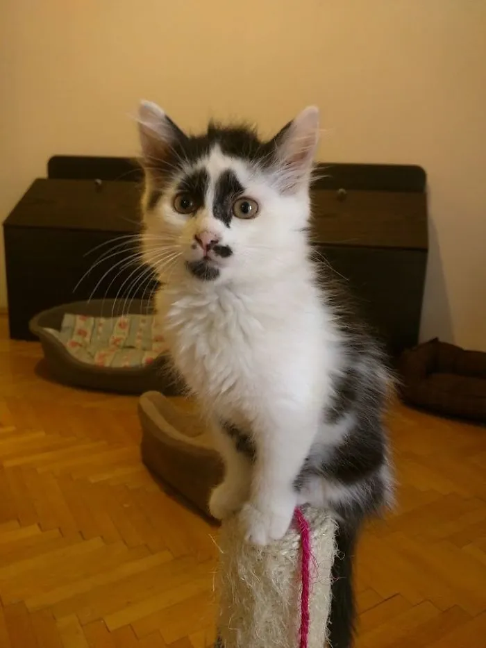 We Rescued This Panda Kitten From The Streets
