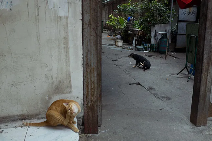 191 Perfectly Timed Street Photography Shots That Show Timing Is Everything