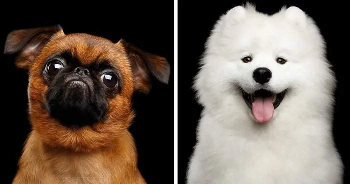 I Photograph Human-Like Portraits Of Dogs