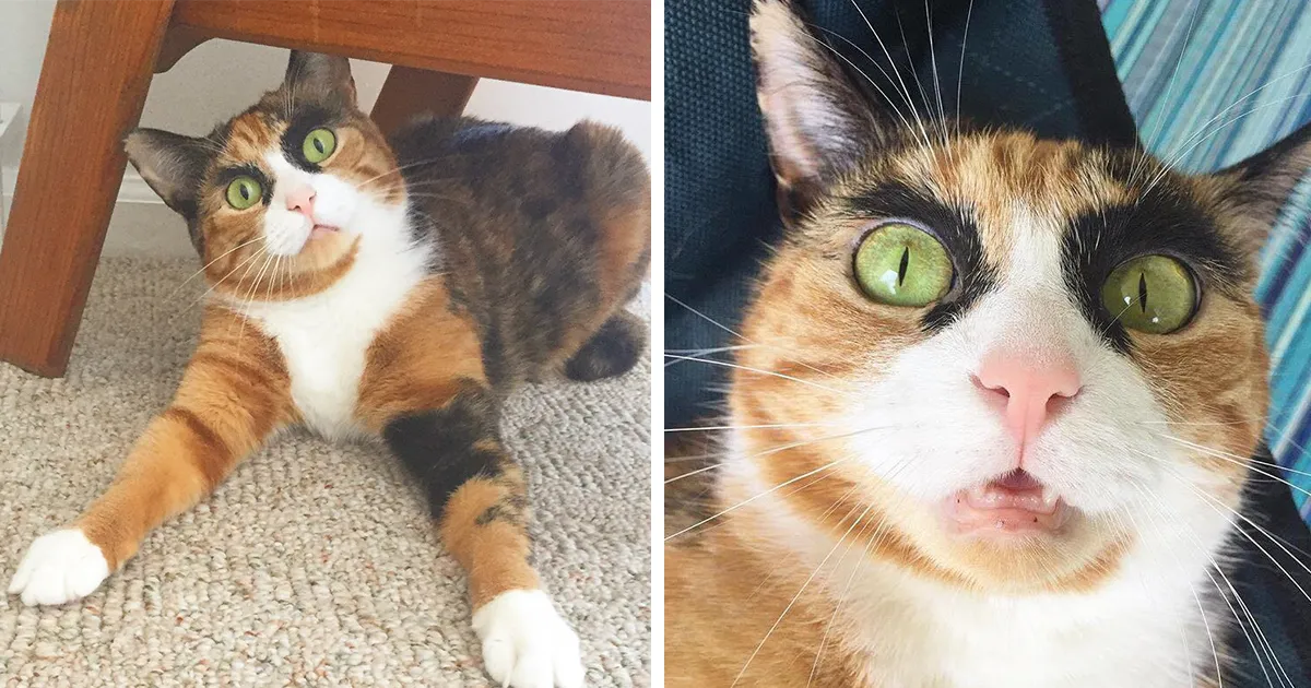 Mi gato de extrañas cejas siempre está juzgándome y no sé por qué