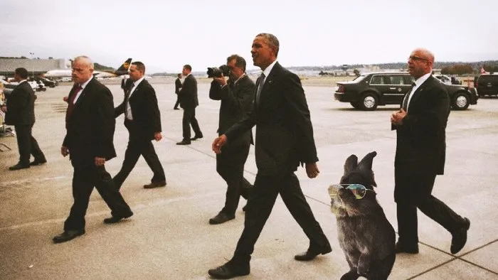 Secret Service Bunny