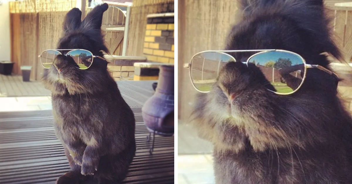 Alguien le puso gafas de sol a este conejo y comenzó una épica batalla de photoshop