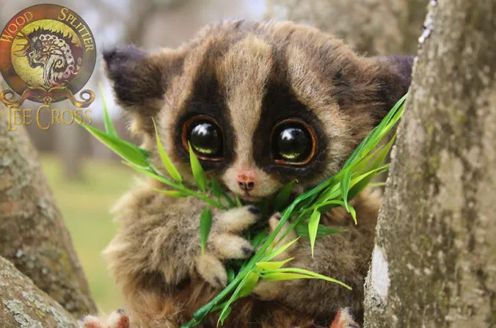 "Lolly," The Baby Loris
