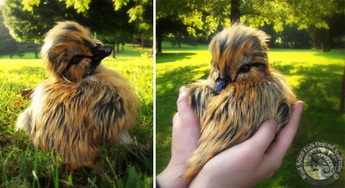 Baby Duckling