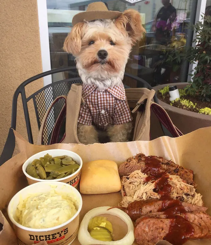 Starving Homeless Dog Gets Rescued And Taken To Pet-Friendly Restaurants Every Day