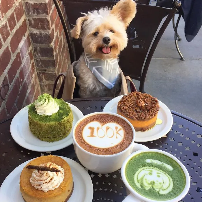 Starving Homeless Dog Gets Rescued And Taken To Pet-Friendly Restaurants Every Day