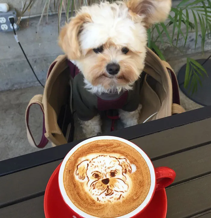 Starving Homeless Dog Gets Rescued And Taken To Pet-Friendly Restaurants Every Day