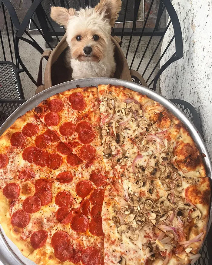 Starving Homeless Dog Gets Rescued And Taken To Pet-Friendly Restaurants Every Day