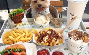 Starving Homeless Dog Gets Rescued And Taken To Pet-Friendly Restaurants Every Day