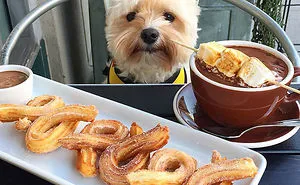 Starving Homeless Dog Gets Rescued And Taken To Pet-Friendly Restaurants Every Day