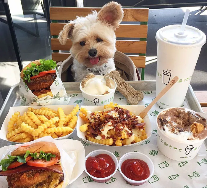 Starving Homeless Dog Gets Rescued And Taken To Pet-Friendly Restaurants Every Day