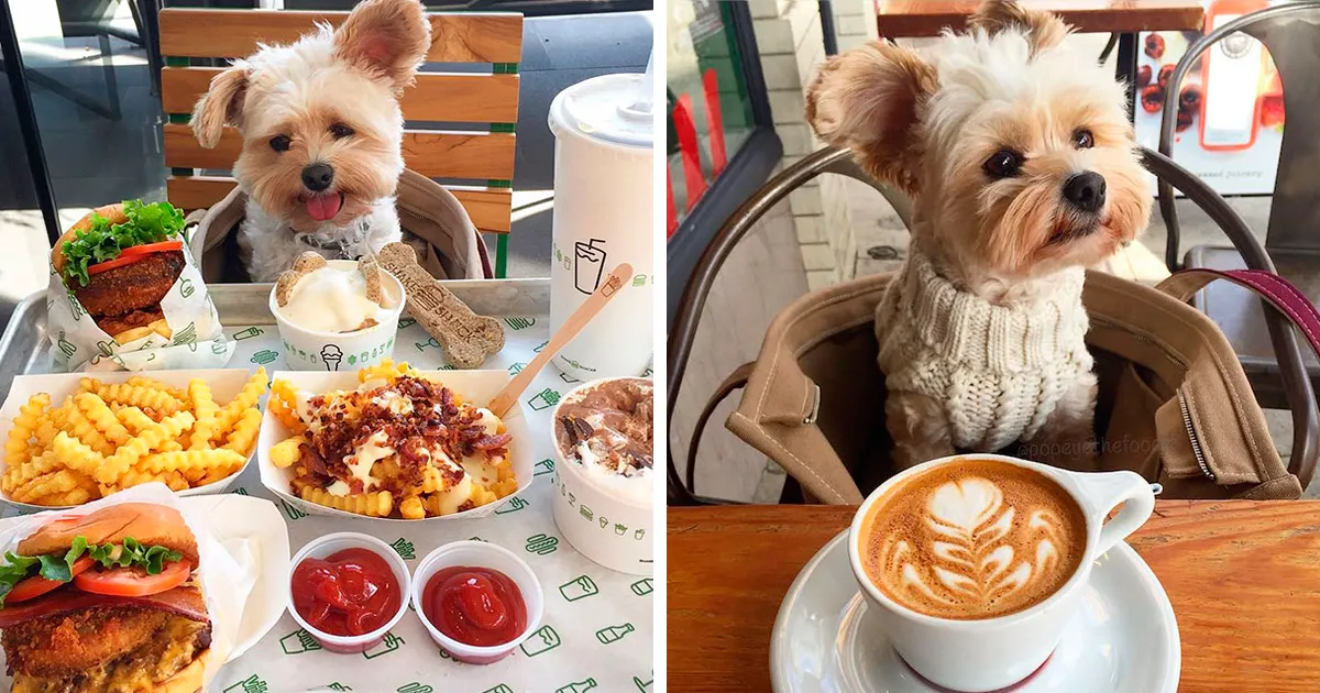 Rescatan a este perro famélico callejero y ahora lo llevan cada día a restaurantes donde admiten mascotas