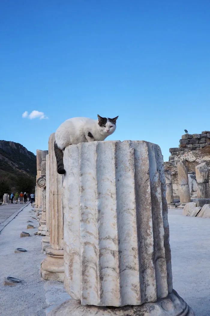 Meet The Venerable Cats Of Ephesus