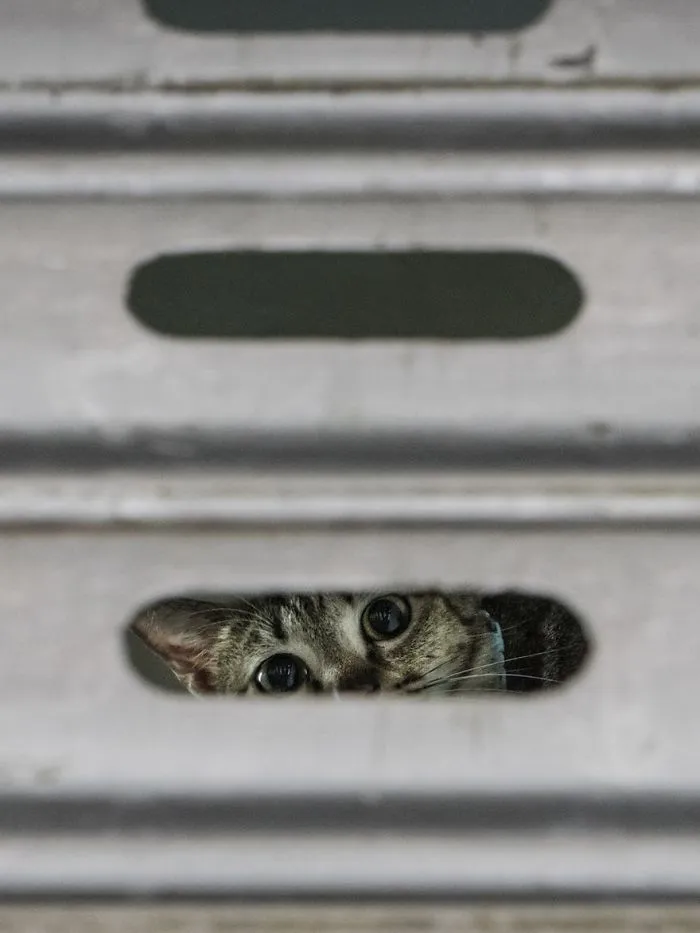 Photographer Documents The Secret Lives Of Cats Living in Hong Kong's Stores (47 Pics)