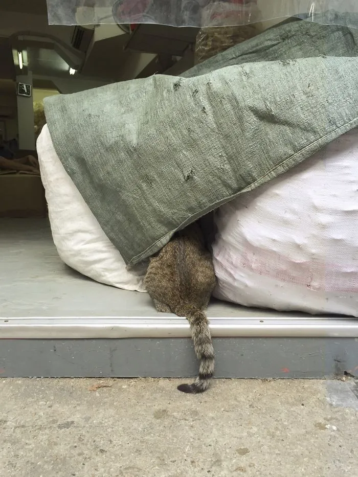 Photographer Documents The Secret Lives Of Cats Living in Hong Kong's Stores (47 Pics)