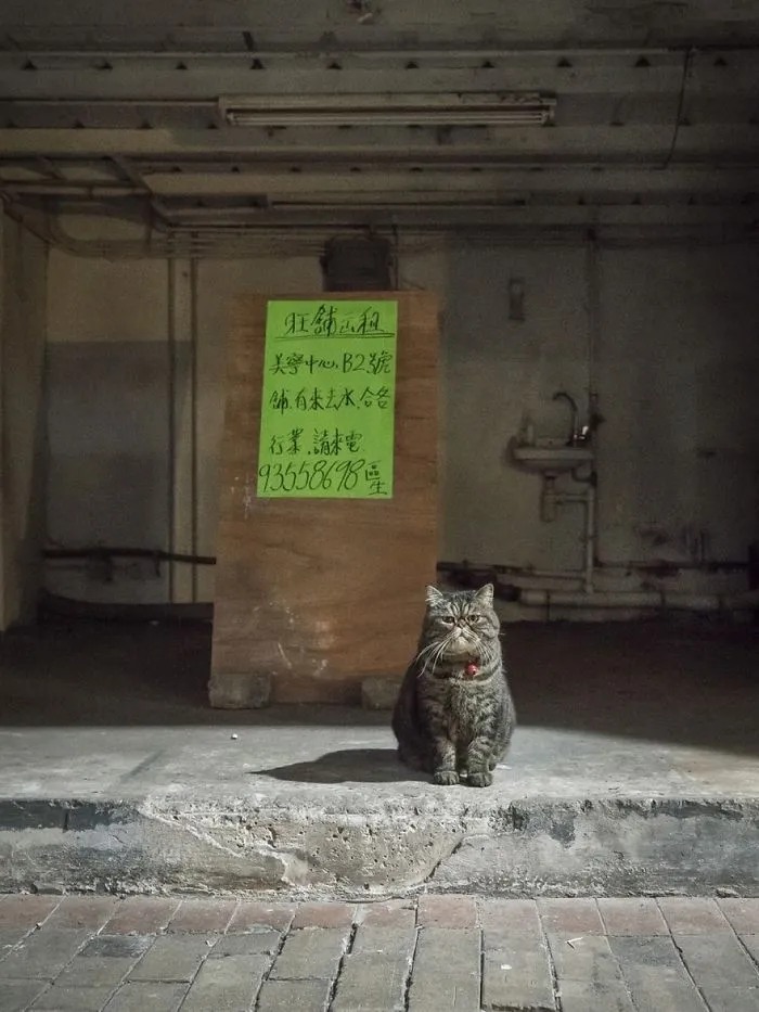 Photographer Documents The Secret Lives Of Cats Living in Hong Kong's Stores (47 Pics)