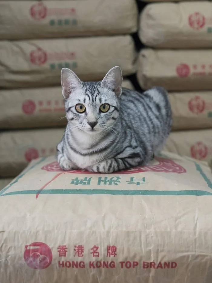Photographer Documents The Secret Lives Of Cats Living in Hong Kong's Stores (47 Pics)