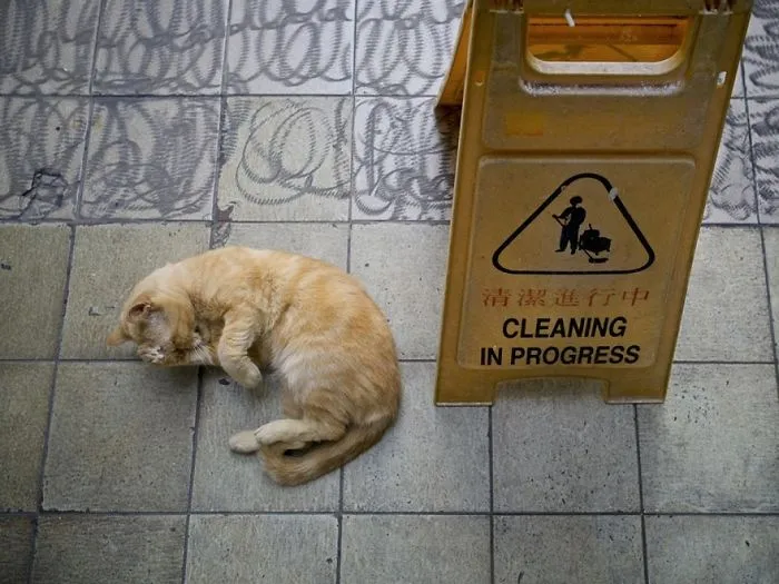 Photographer Documents The Secret Lives Of Cats Living in Hong Kong's Stores (47 Pics)