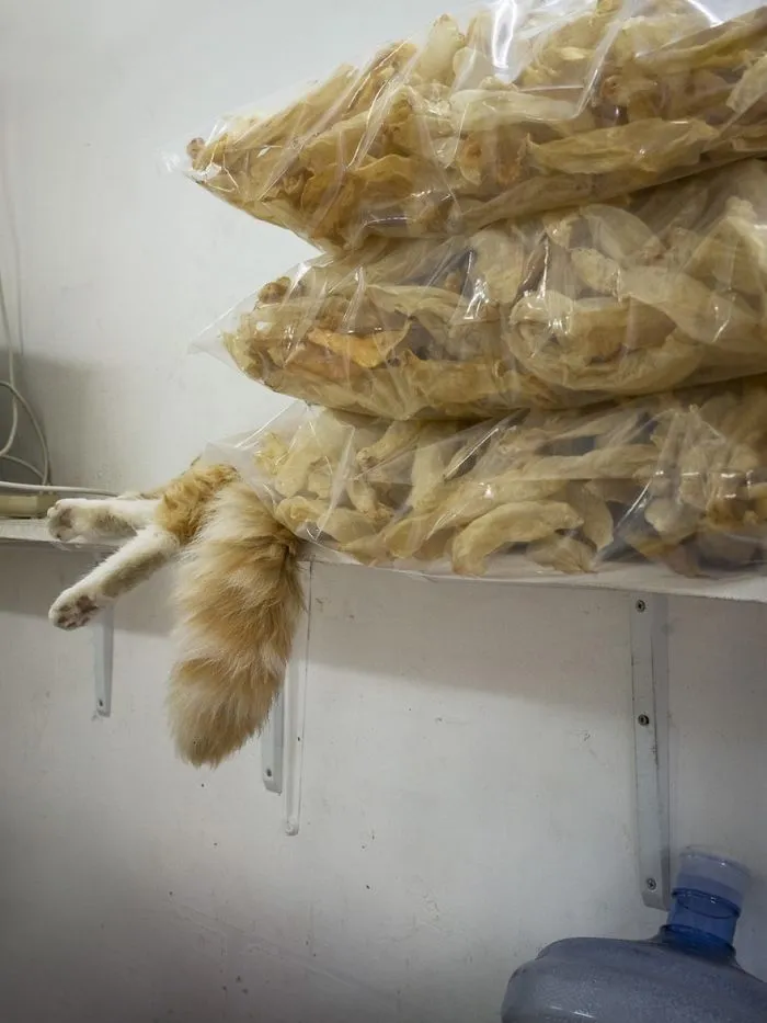 Photographer Documents The Secret Lives Of Cats Living in Hong Kong's Stores (47 Pics)