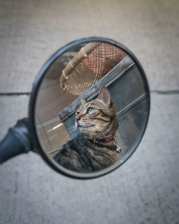 Photographer Documents The Secret Lives Of Cats Living in Hong Kong's Stores (47 Pics)