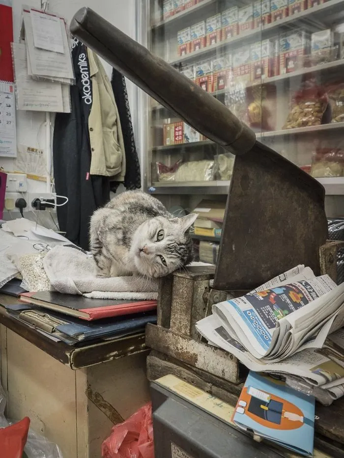 Photographer Documents The Secret Lives Of Cats Living in Hong Kong's Stores (47 Pics)