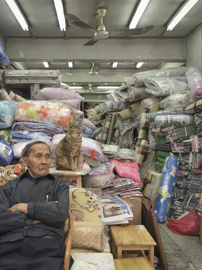 Photographer Documents The Secret Lives Of Cats Living in Hong Kong's Stores (47 Pics)