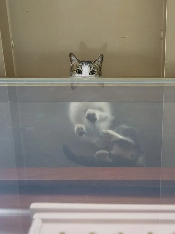 Photographer Documents The Secret Lives Of Cats Living in Hong Kong's Stores (47 Pics)