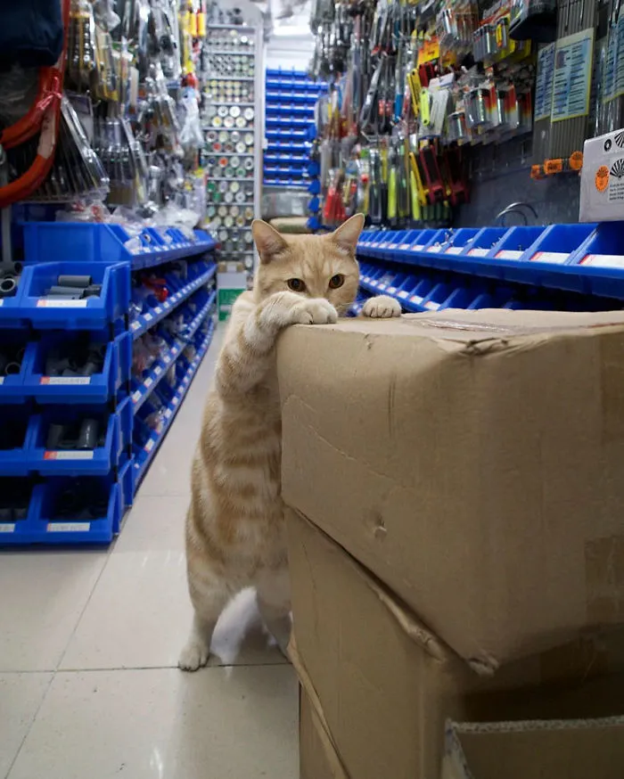 Photographer Documents The Secret Lives Of Cats Living in Hong Kong's Stores (47 Pics)