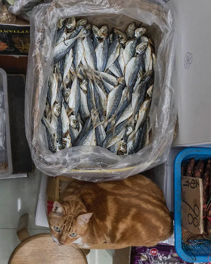 Photographer Documents The Secret Lives Of Cats Living in Hong Kong's Stores (47 Pics)