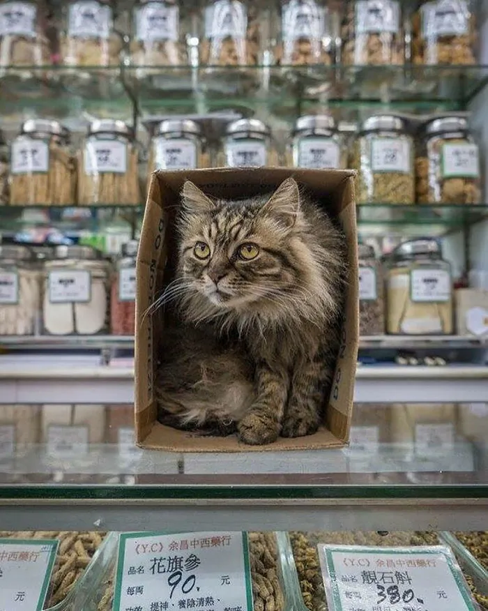Photographer Documents The Secret Lives Of Cats Living in Hong Kong's Stores (47 Pics)