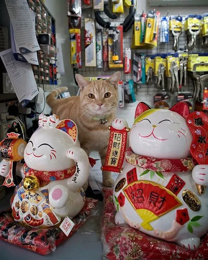 Photographer Documents The Secret Lives Of Cats Living in Hong Kong's Stores (47 Pics)